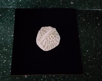 Alligator mississippiensis / Large XL Gator Osteoderm Scute Scale Armor