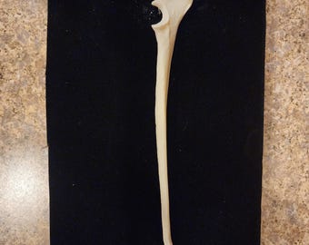 Canis latrans / Coyote Ulna Leg Bone
