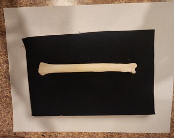 Canis latrans / Coyote Radius Leg Bone