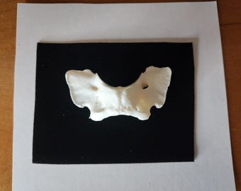 Canis latrans / Coyote Atlas Butterfly Bone