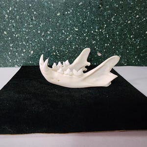 Lynx rufus / Bobcat Skull / Discount Lower Jaw ONLY