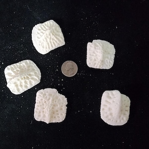 Alligator mississippiensis / Lot 5 Large - Extra XL Gator Osteoderm Scutes Scale Armor