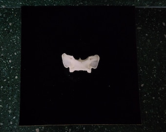 Vulpes vulpes / Red Fox Atlas Neck Vertebrate  Butterfly Bone