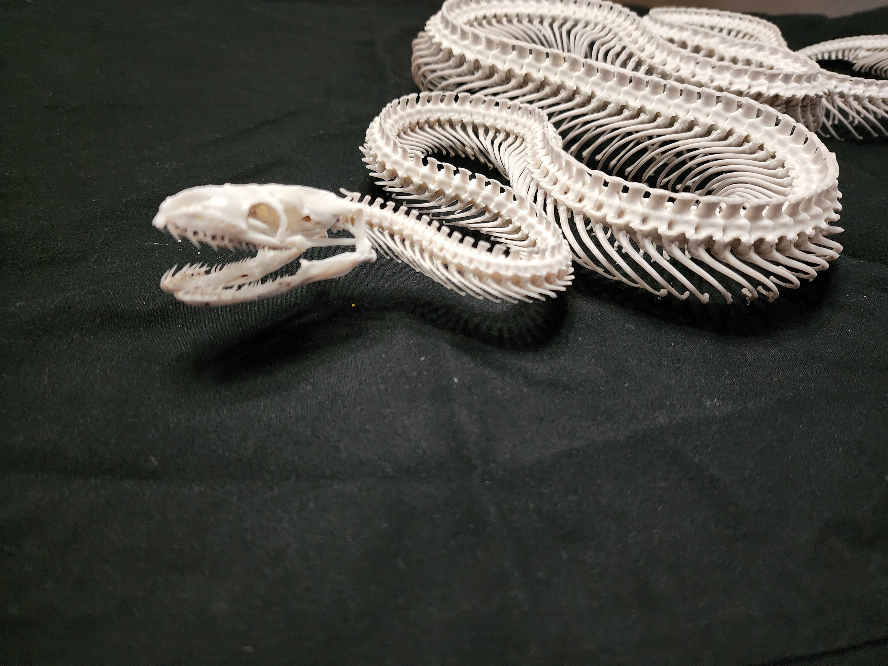Ball Python Skeleton