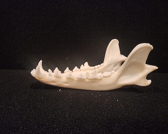 Canis latrans / Coyote Skull / Lower Jaw Only