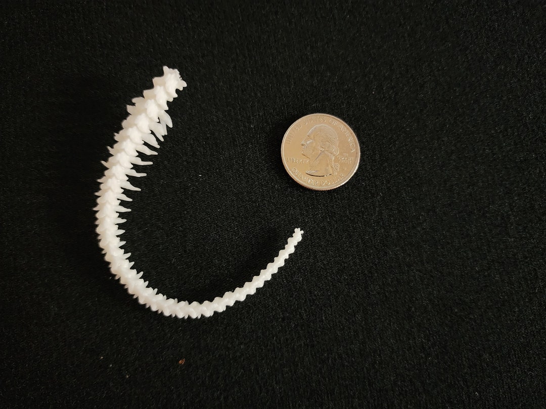 Articulated Ball Python Snake Skeleton - Tail Only - Etsy