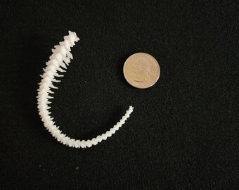 Articulated Ball Python Snake Skeleton - Tail Only