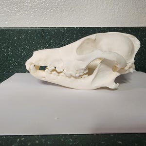 Canis latrans / Coyote Skull / Pathology Pathalogical Deformed