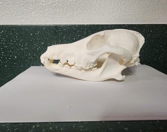 Canis latrans / Coyote Skull / Pathology Pathalogical Deformed