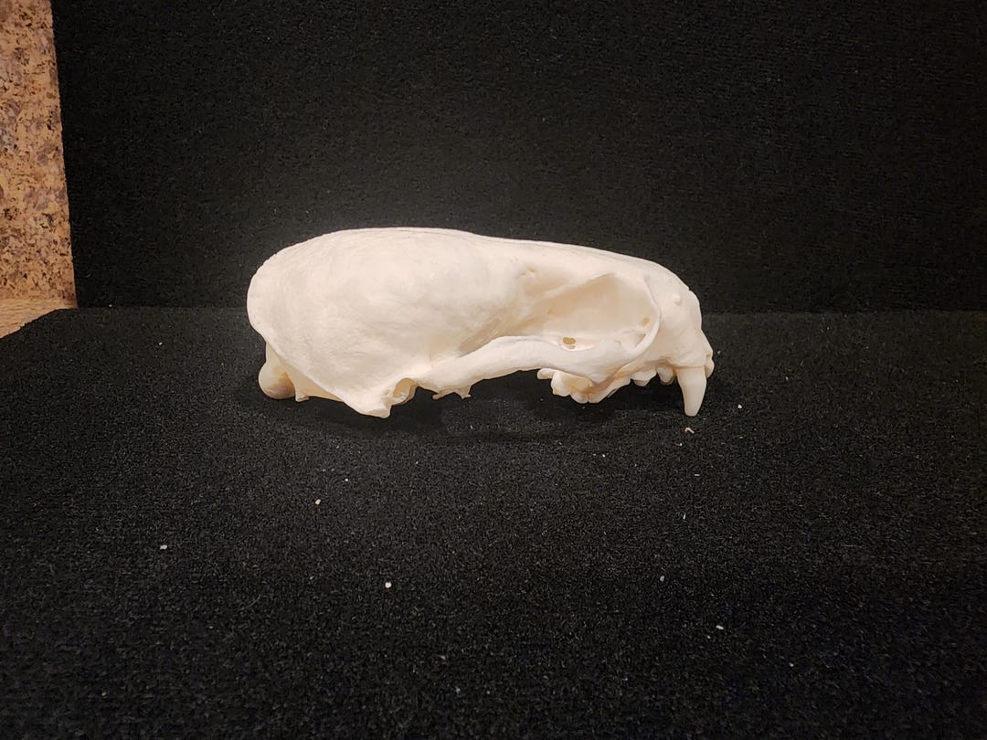 Lontra Canadensis / River Otter Skull / Grade B Etsy