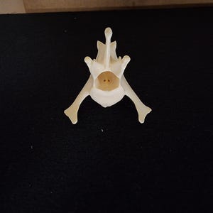 Canis latrans / Coyote Cervical Vertebrae Vertebrate Spine Back Bone