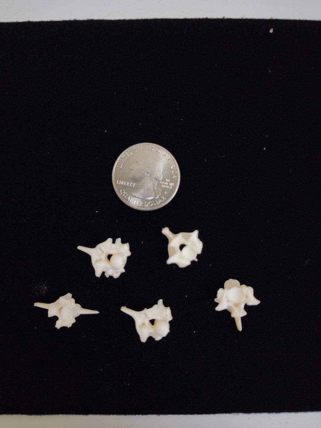 Python Snake Vertebrae / Medium Large Spine Lot of 5 - Etsy