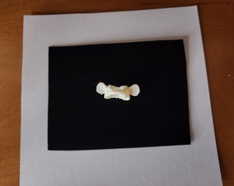 Didelphis virginiana / Opossum Atlas Vertebrate  Butterfly Bone