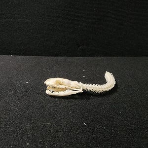 Peut inclure: Gros plan sur un squelette de serpent, montrant le cr&acirc;ne et la colonne vert&eacute;brale articul&eacute;e. Les os sont d'un blanc cr&egrave;me, sur un fond sombre et textur&eacute;. La gueule du serpent est ouverte, r&eacute;v&eacute;lant les dents.
