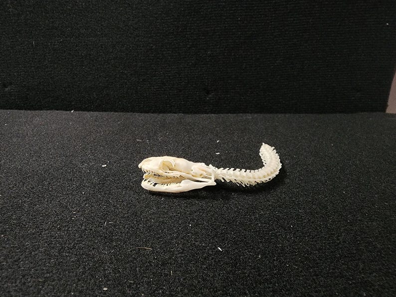 Peut inclure: Gros plan sur un squelette de serpent, montrant le cr&acirc;ne et la colonne vert&eacute;brale articul&eacute;e. Les os sont d'un blanc cr&egrave;me, sur un fond sombre et textur&eacute;. La gueule du serpent est ouverte, r&eacute;v&eacute;lant les dents.