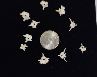 boneafideskeletons - Etsy