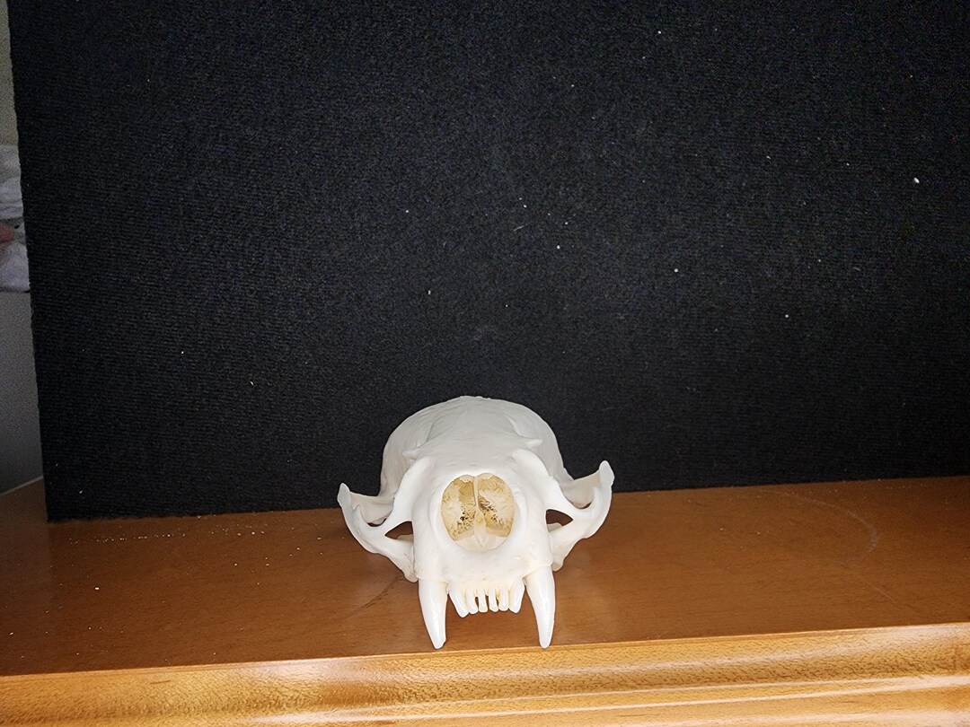 Lontra Canadensis / River Otter Skull / Grade B Etsy