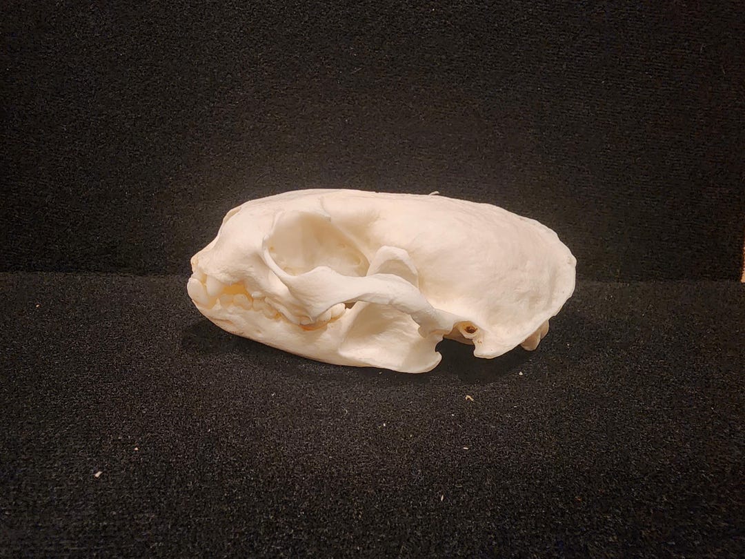 Lontra Canadensis / River Otter Skull / Grade B Etsy