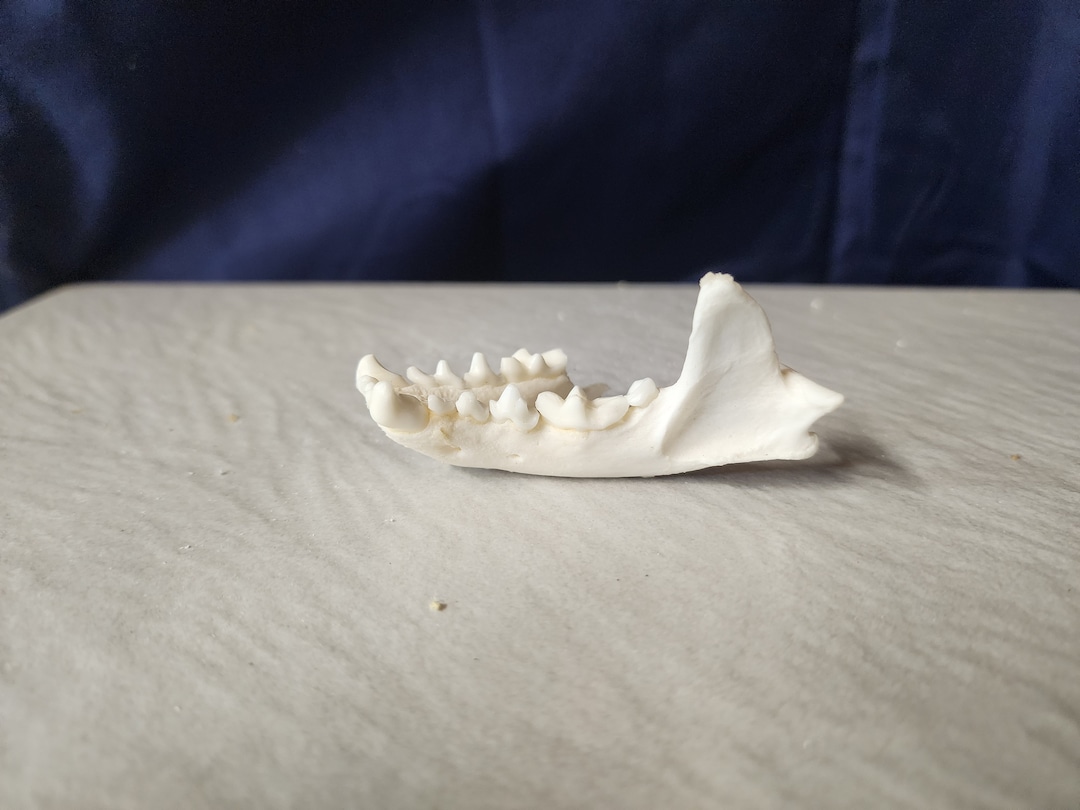 Lontra Canadensis / River Otter Skull / Discount Grade B