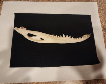 Alligator mississippiensis / 7.5" American Alligator Skull /  Jaw Mandible ONLY