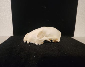 Procyon lotor / Raccoon Skull / Grade B