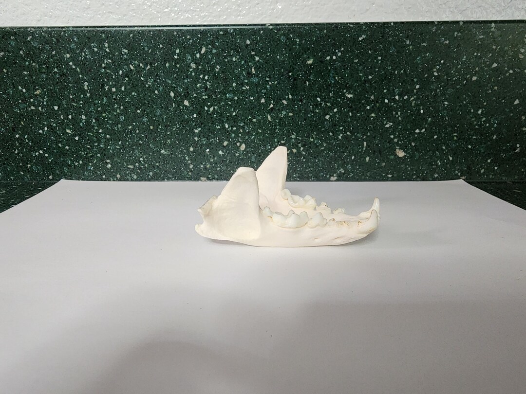 Lontra Canadensis / River Otter Skull / Lower Jaw ONLY