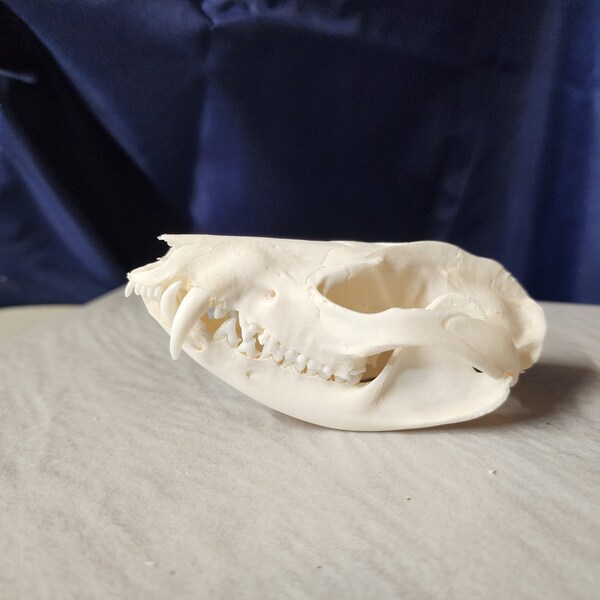 Didelphis virginiana / Opossum Skull / Grade A