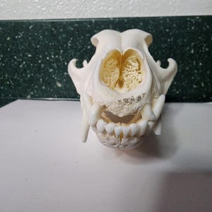 Canis latrans / Coyote Skull / Pathology Pathalogical Deformed