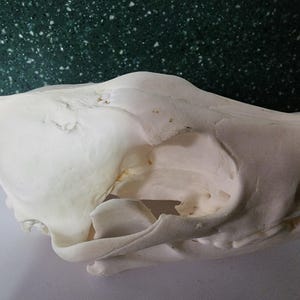 Canis latrans / Coyote Skull / Pathology Pathalogical Deformed