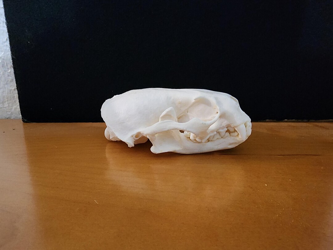 Lontra Canadensis / River Otter Skull / Grade A Etsy