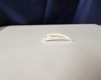 Phasianus colchicus / Crâne d'oiseau de faisan à collier / MÂCHOIRE INFÉRIEURE SEULEMENT