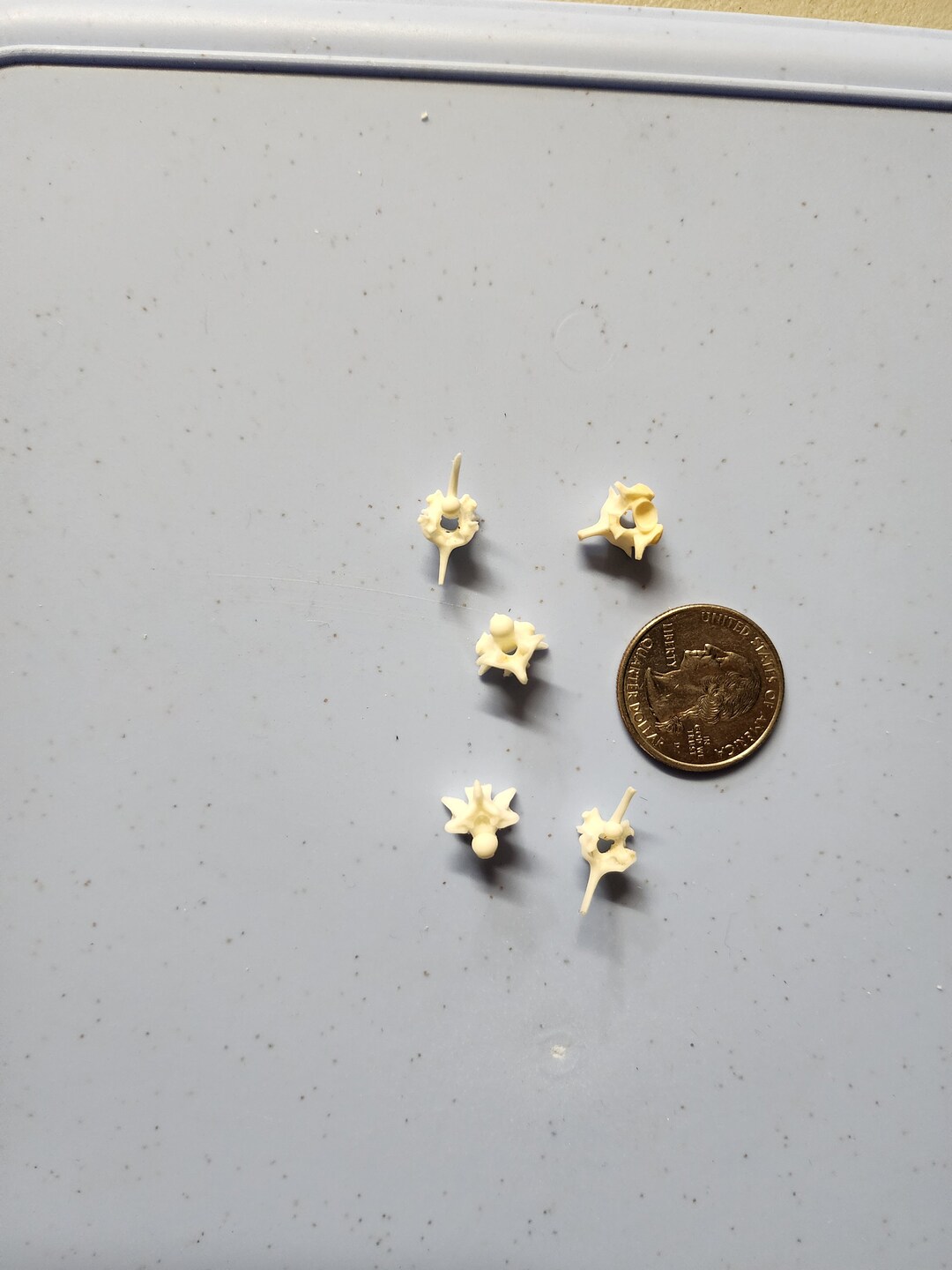 Python Snake Vertebrae / Small Spine Lot of 5 - Etsy