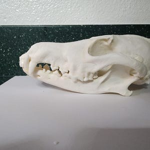 Canis latrans / Large Coyote Skull / Pathology Pathalogical Deformed