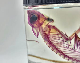 JUST FINISHED Wet Specimen Diaphonized Veiled Chameleon