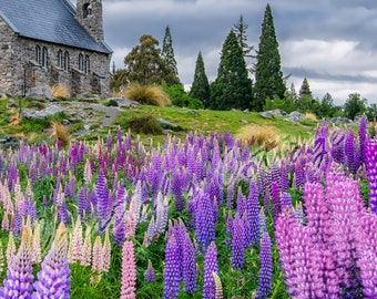 1/2/4/5/6/10 couleur mélangée Lupins jardin racines frontière été fleur jardinage corme grande fleur colorée plantes vivaces