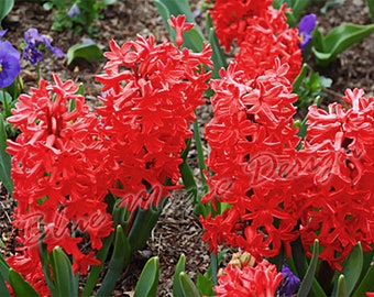 3/5/10/15/20/25/30 literie de jardin parfumée préparée Red Pearl Hyacinth corm plantes vivaces - 16/17cm bulbe de fleur - été automne jardinage