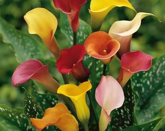 1/2/3/4/5/10/15 Lys Calla de couleur mélangée Lys d'arum Jardinage Bulbe(s) de fleurs d'été Corme Plante vivace - Bulbes de 12 à 14 cm