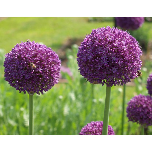 1/3/5/10/15/20 Allium Purple Sensation Bulbs Corm Otoño Crecimiento Jardinería Primavera Floración