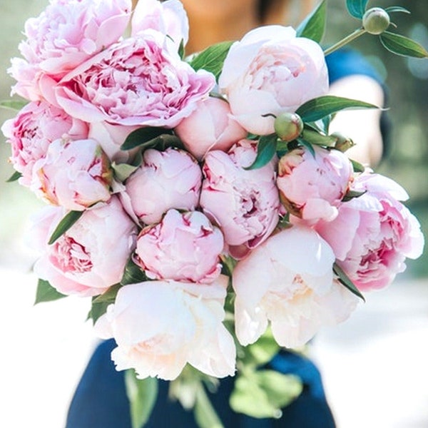 1 / 2 / 3 / 4 Grande fleur rose Pivoine Sara Bernhardt Jardin Racine Pivoines Plante prénatale