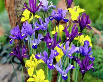 1 - 150 Mélange Couleur Mixte Iris Hollandais Printemps Bulbe Bulb Corme Pour l’été Belle Fleur