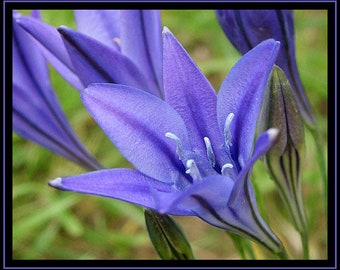 10 / 20 / 30 / 40 / 50 Triteleia Queen Fabiola Vivaces Summer Garden Corms Violet Blue Flower Bulbs