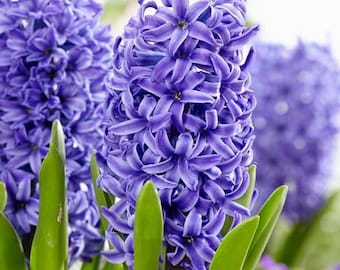 3/5/10/15/20/25/30 prepared fragrant garden bedding Blue Pearl Hyacinth corm perennial plants - 16/17cm flower bulb- Summer Autumn gardening