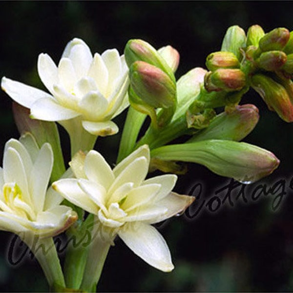 1/2/4/5/6/10 Gardening Bulbs - Fragrant Polianthes Tuberosa The Pearl Summer Garden Perennial White Flower Plant Corm Spring Bulb decoration