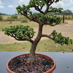 Portulacaria Afra Bonsai Tree Cork Bark - Etsy