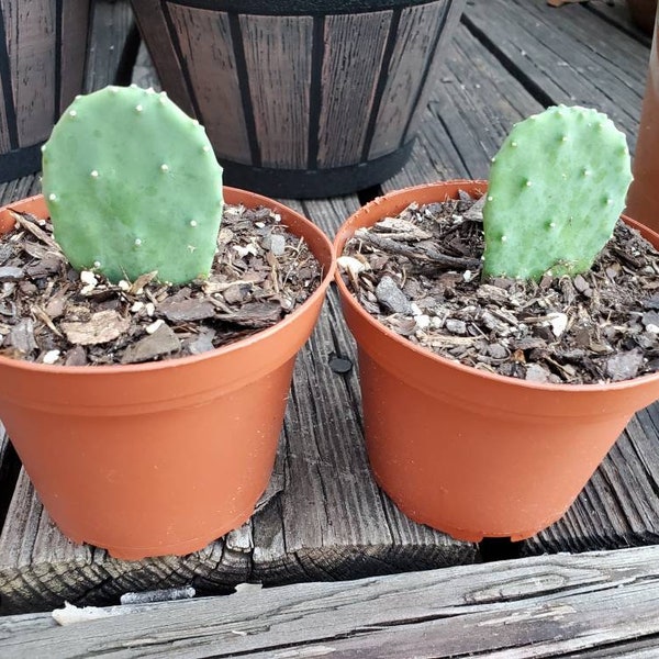 Thornless Prickly Pear Etsy