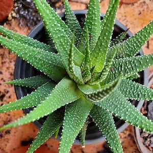 Haworthia hybrid
