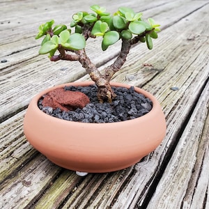 Shito Bonsai - Etsy