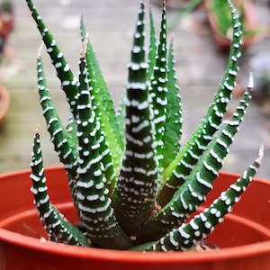 Haworthia Zebra (Haworthia fasciata)