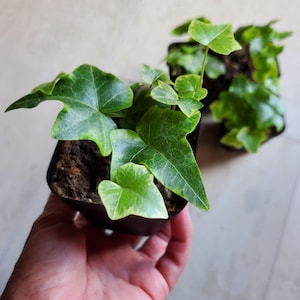 English Ivy (Hedera helix) starter plant