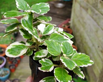 Swedish Ivy variegated (Plectranthus verticillatus)
